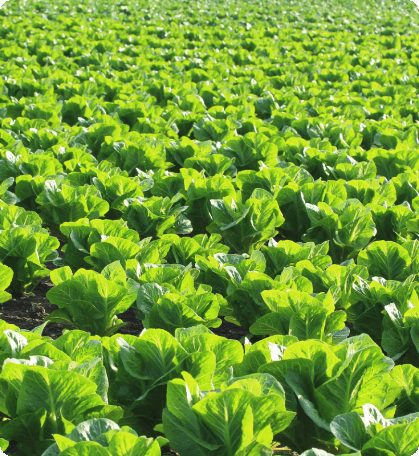 Opinioes dos agricultores la fora